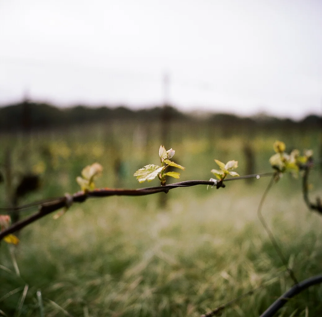 hyde vineyard, carneros