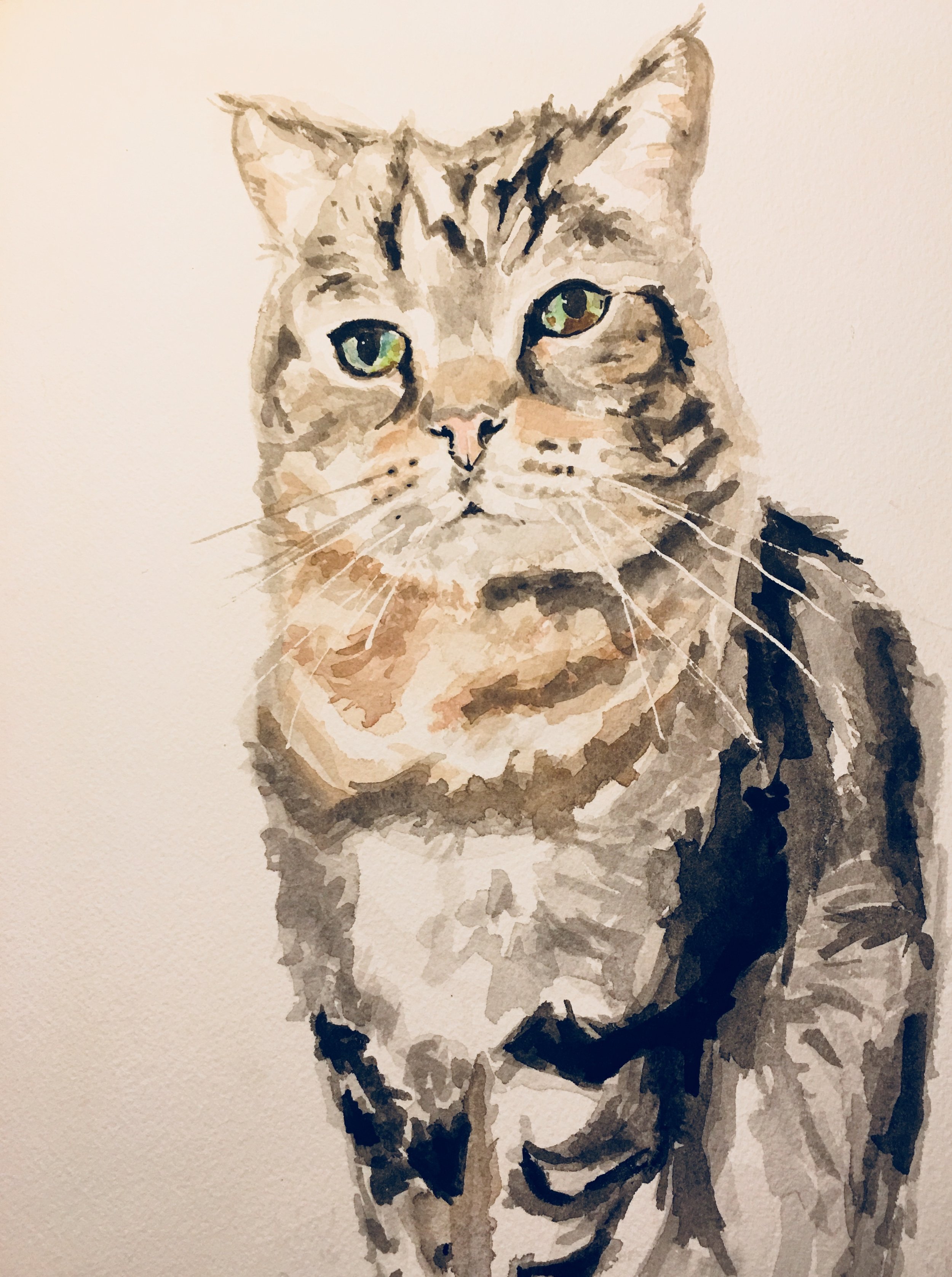 Regal Cat