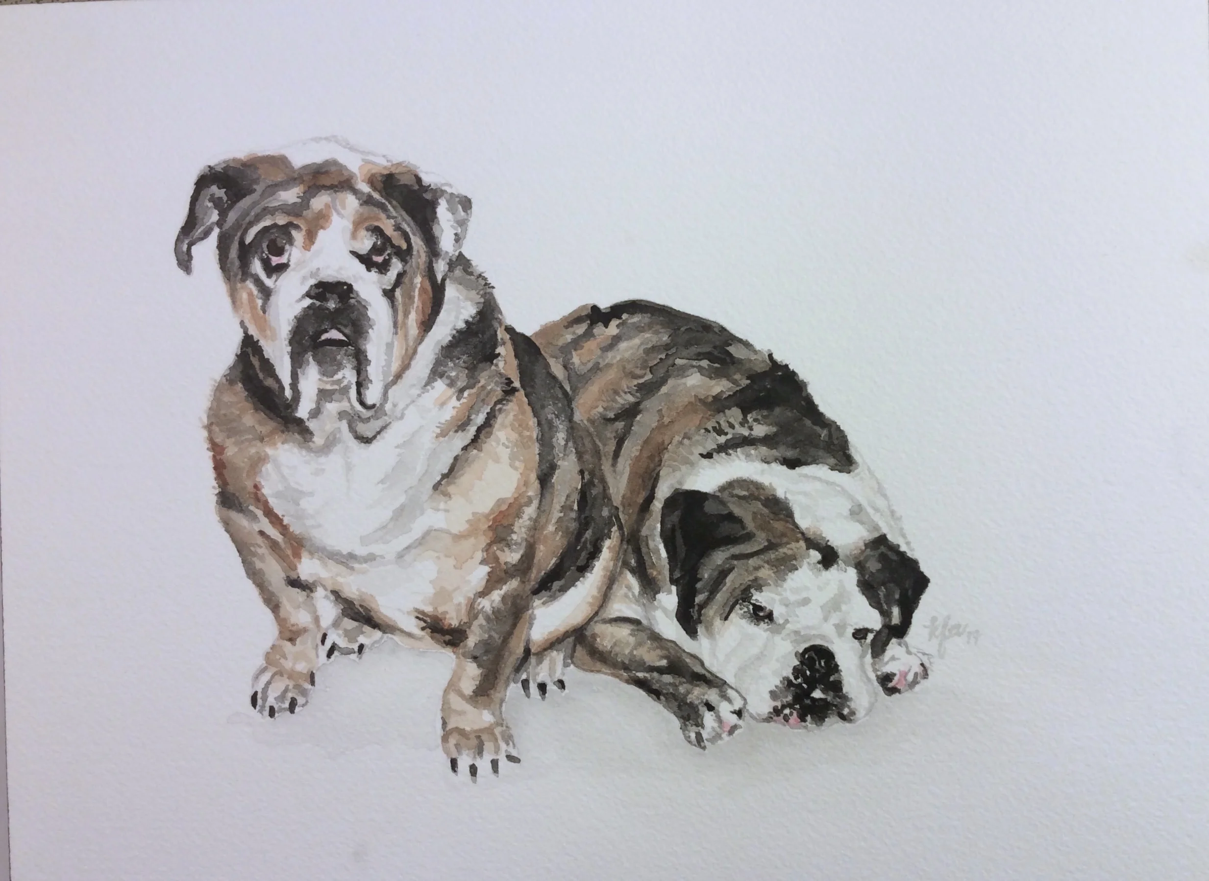 Bulldogs.jpg