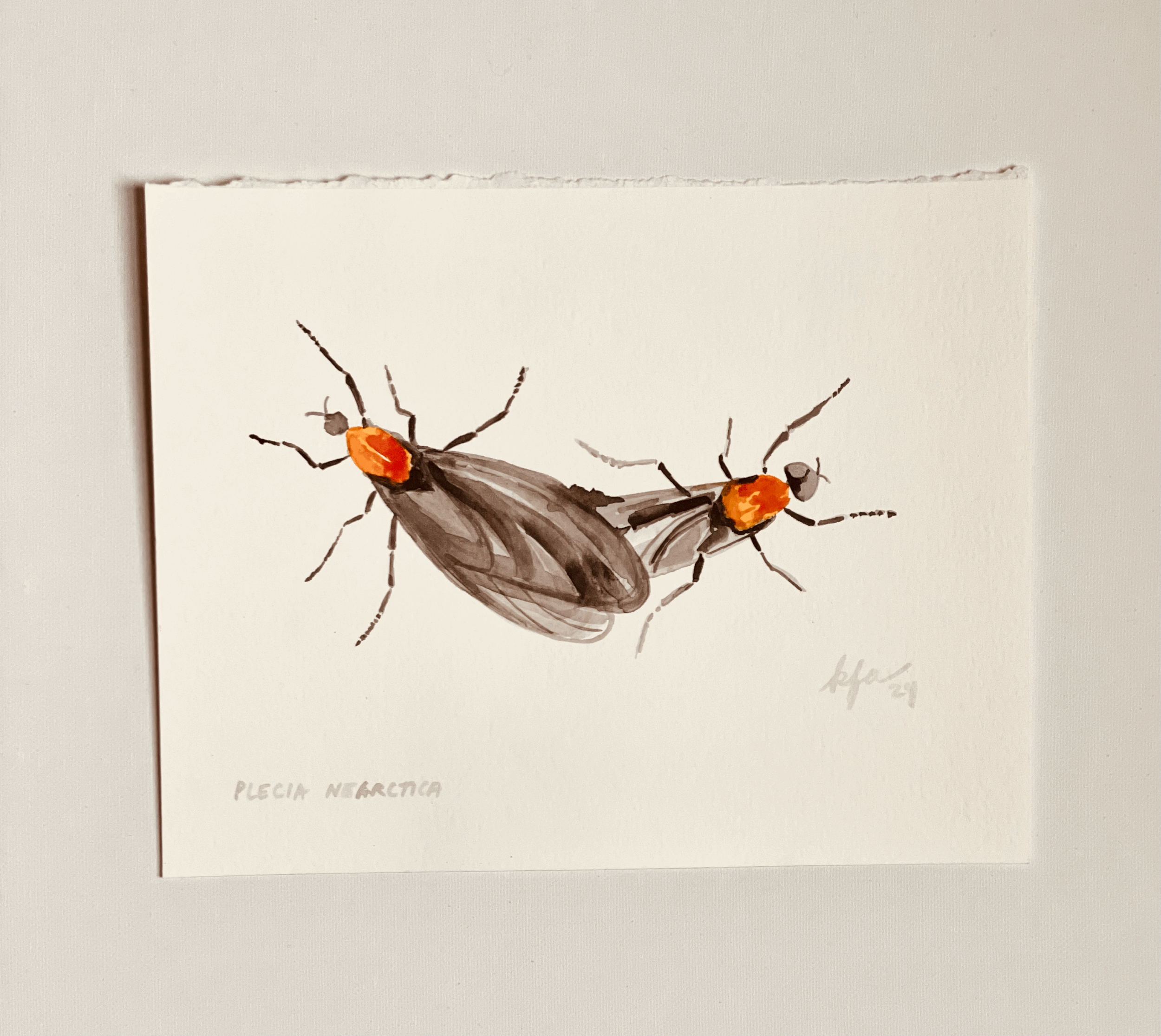 Florida Lovebugs