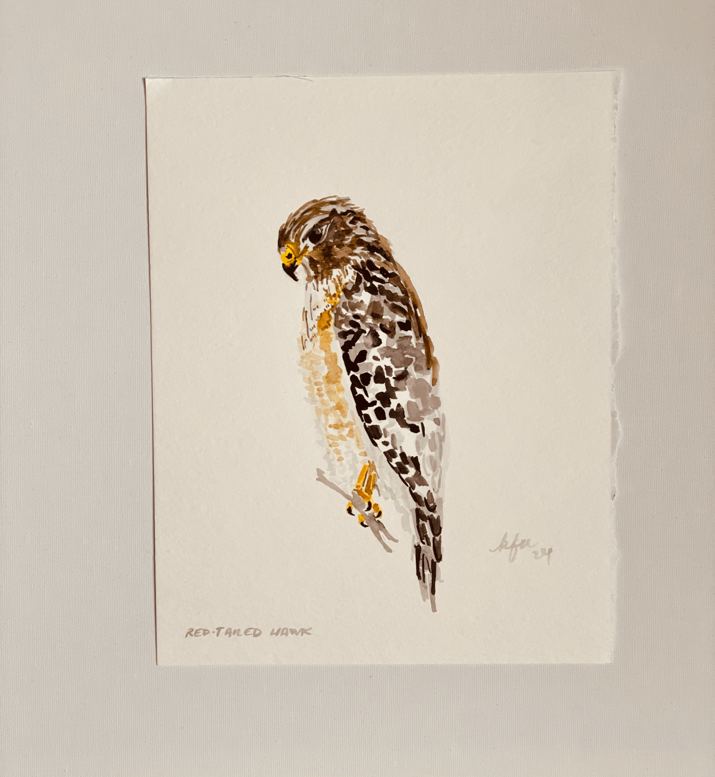 Red-Tailed Hawk