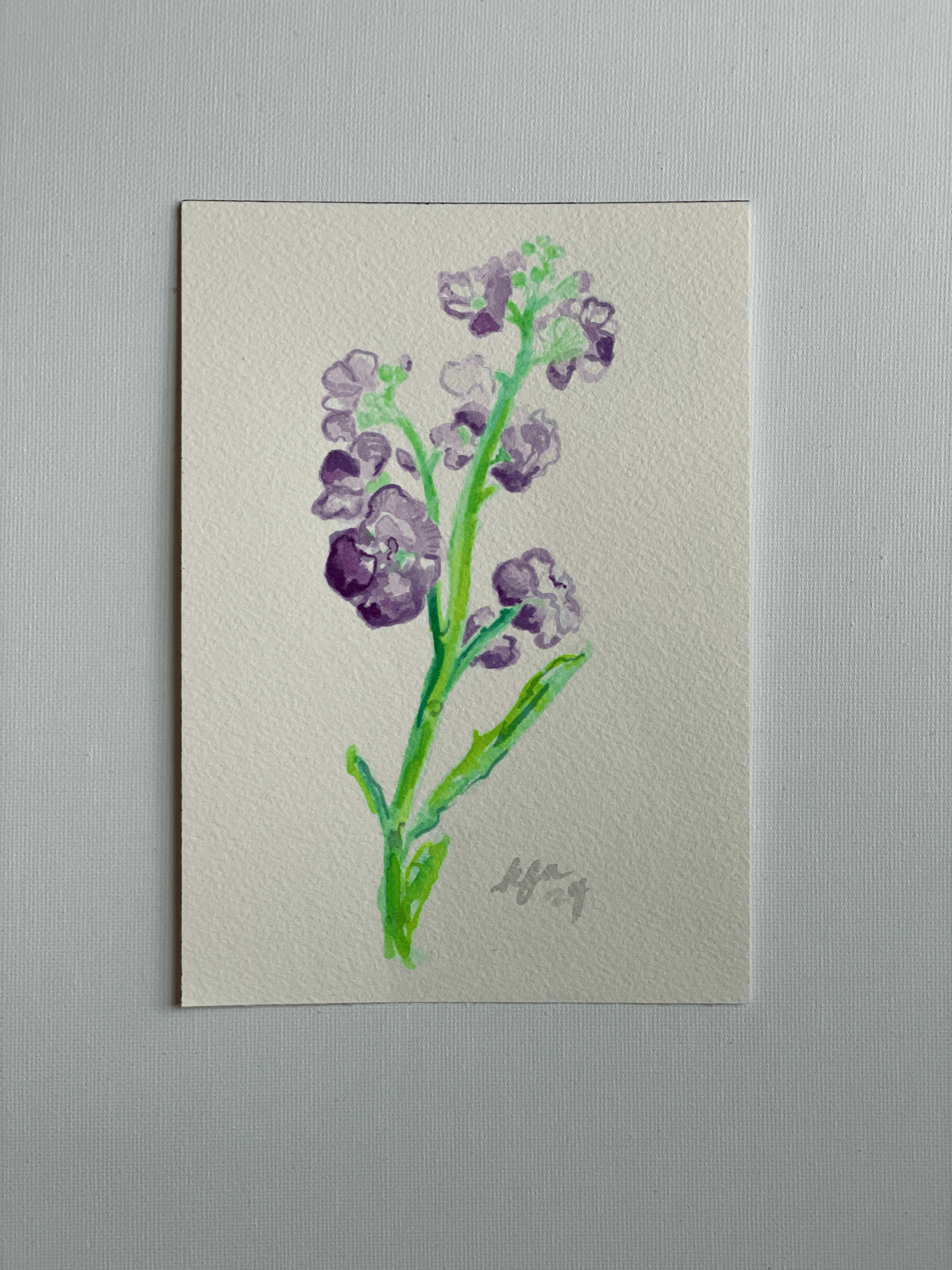 Purple Stock Flowers 3