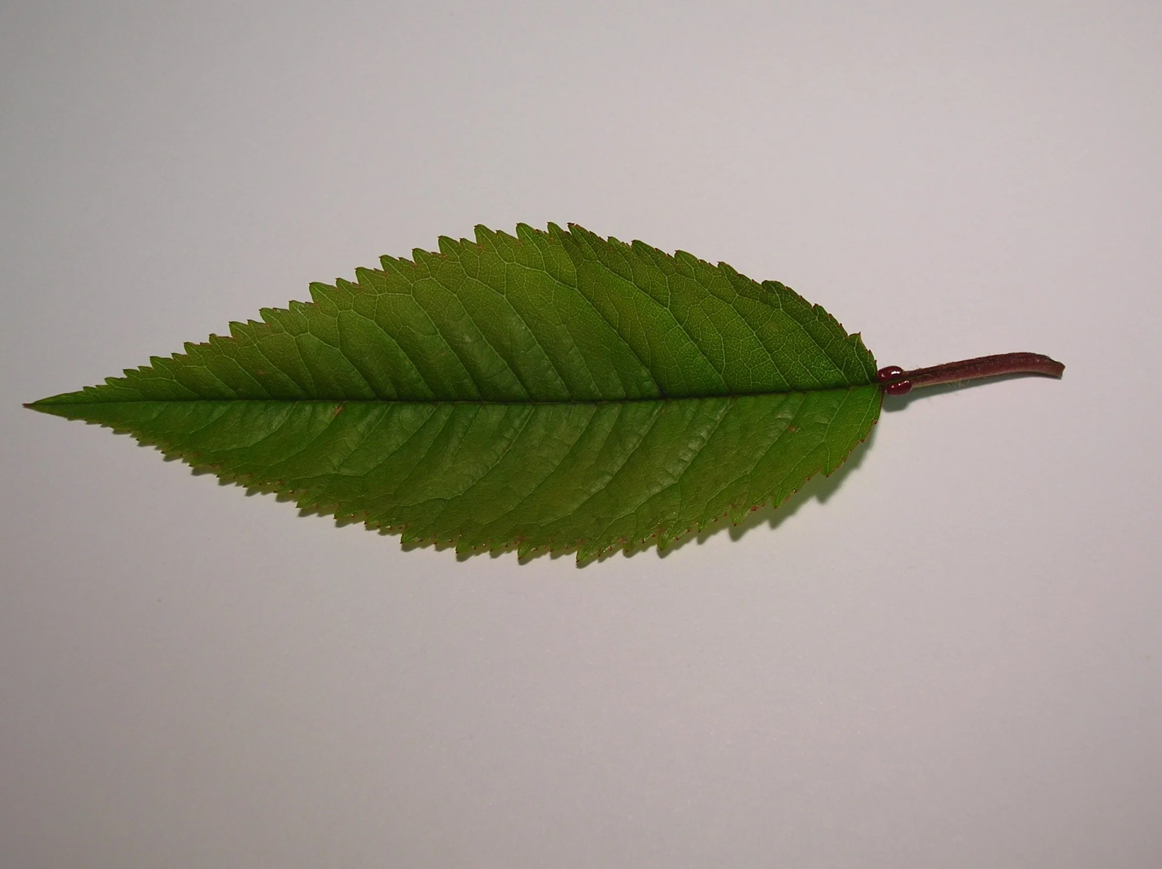 Young_Cherry_leaf.JPG