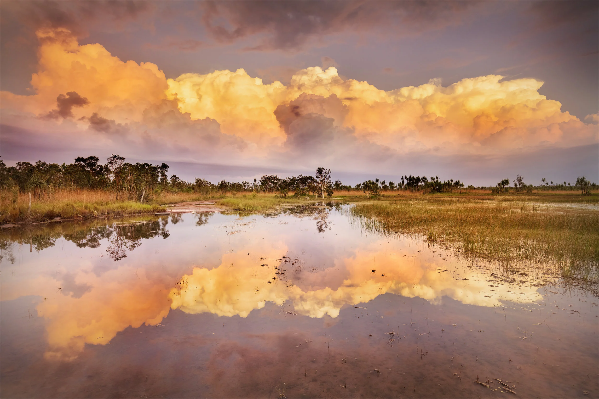 howard springs swamp.jpg