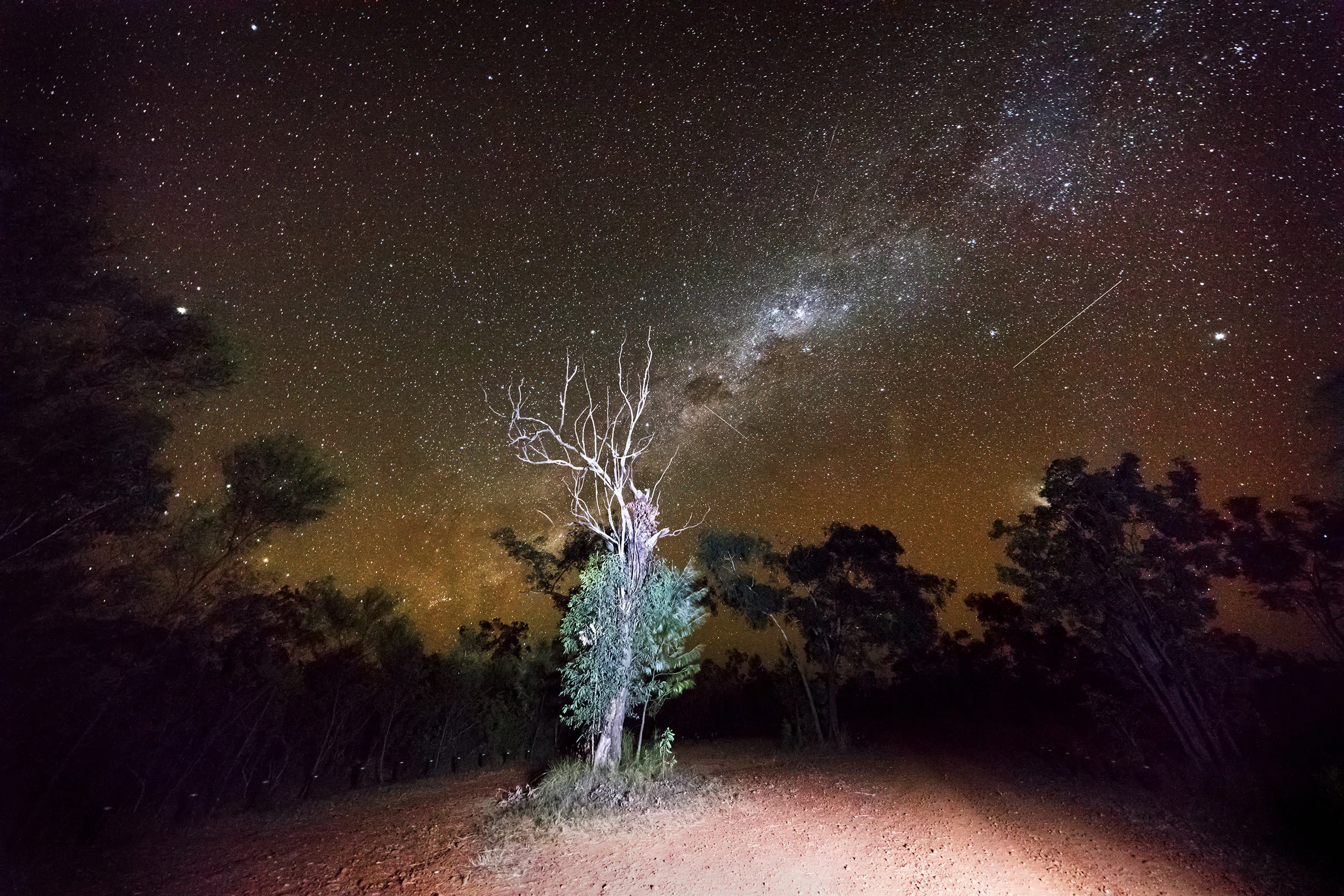 stars tree.jpg