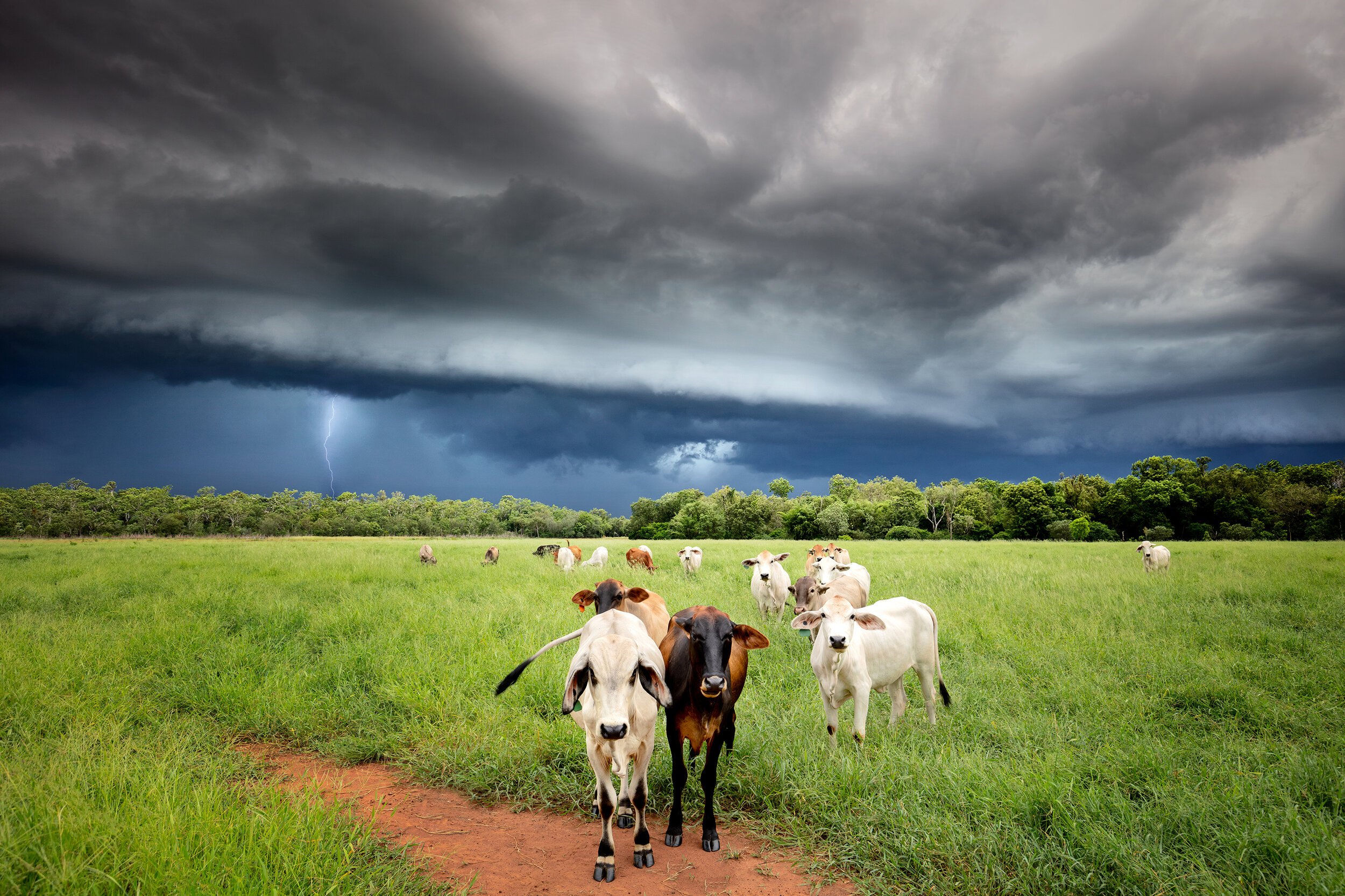 storm+and+cows2LR.jpeg