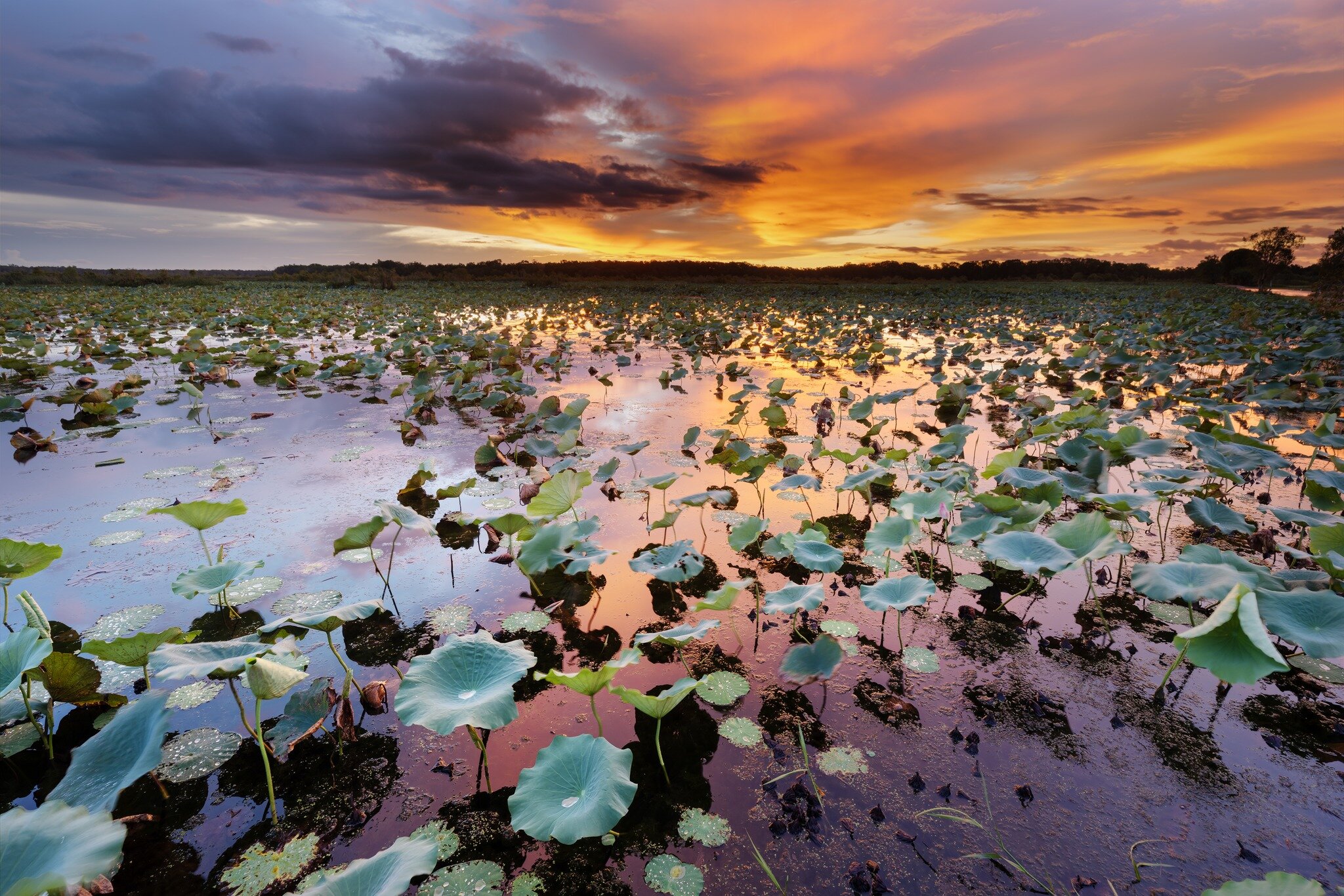 Fogg Dam Sunset
Firey wet season sky over Fogg Dam's lilypads... watching out for crocs all the while! 

I love this place - for birdlife and wildlife, the near-360-degree open view for storms and of course the beautiful waterhole for sunrise and sun