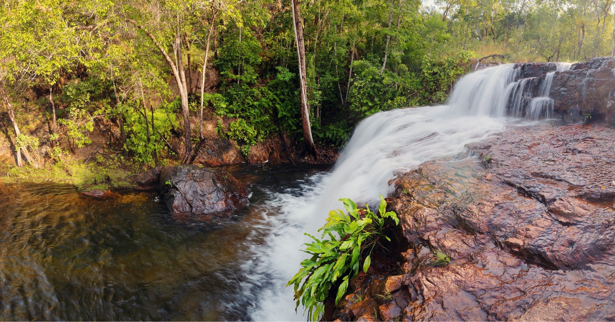 Who recognises this waterfall?!

Photographed from the Upper Cascades, this is the pool of the Lower Cascades - looking a bit lush in the wet season flow! 

I know every time I've been swimming here I've shared the pool with a water monitor - has any