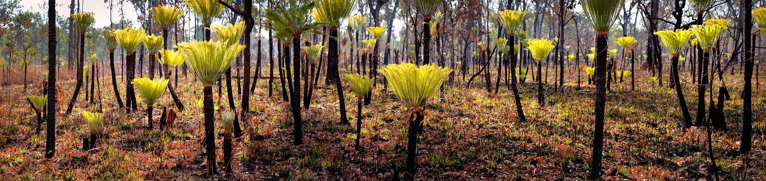cycads 2 for RDH LR.jpg