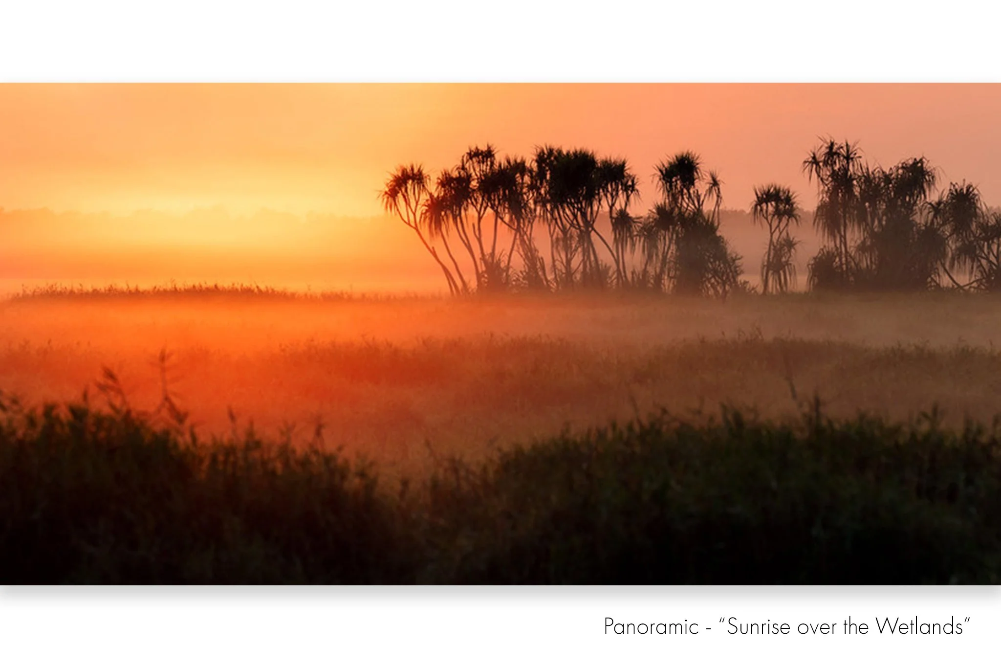 Sunrise over wetlands18x36cm LR copy.jpg