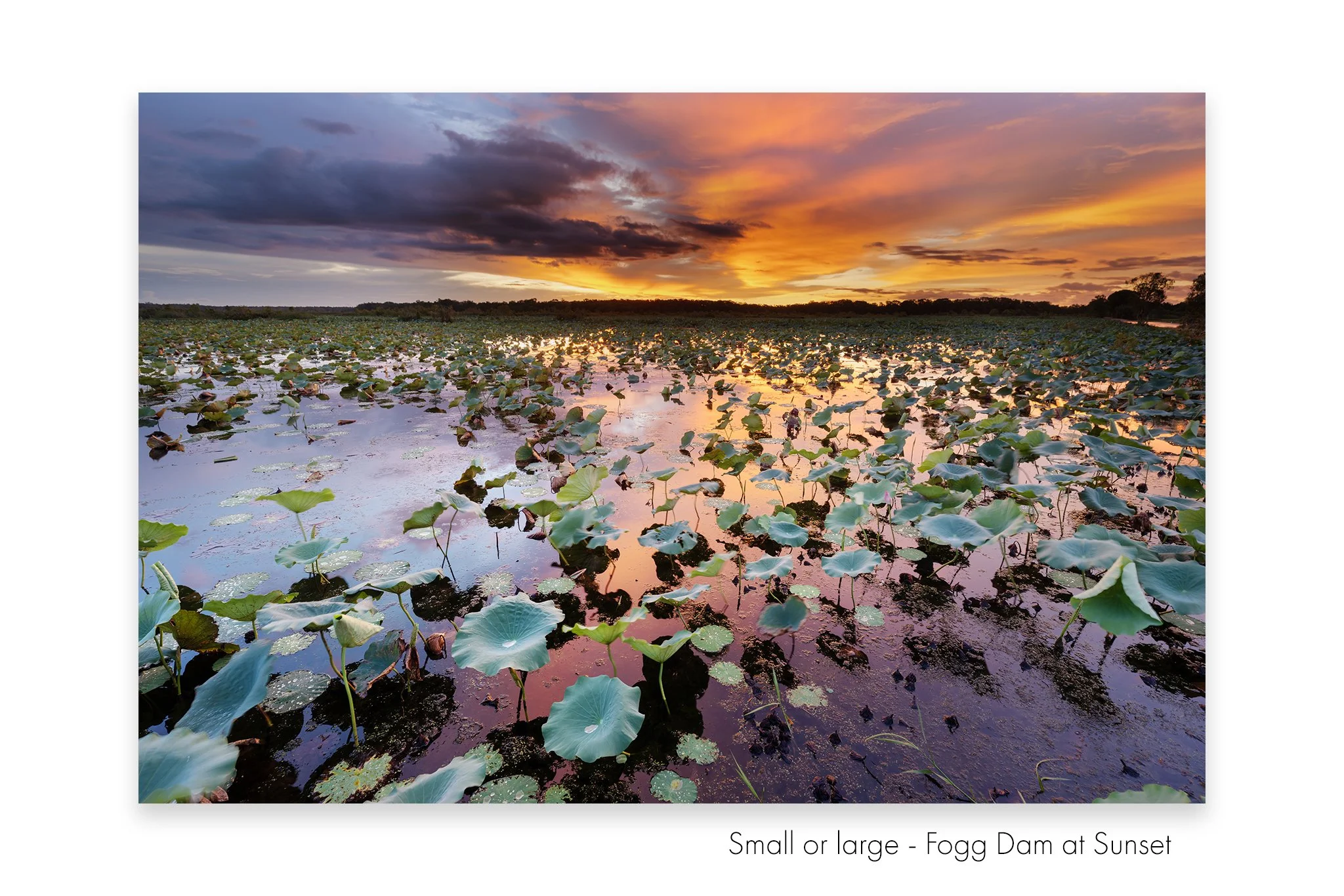 Fogg dam8x36cm LR copy.jpg