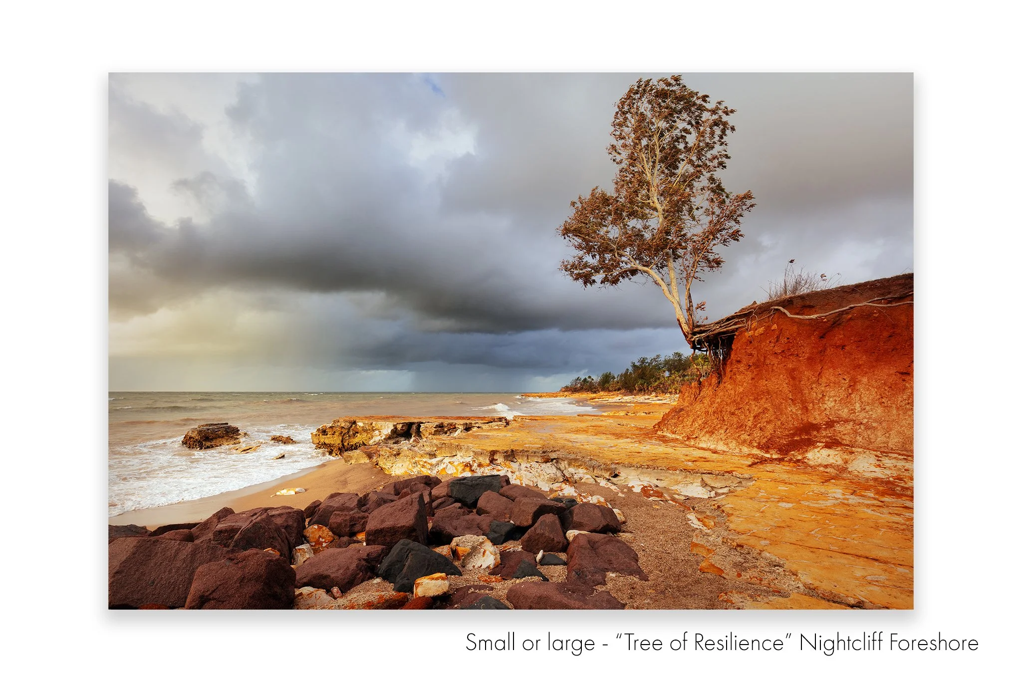 tree resilience  LR copy.jpg