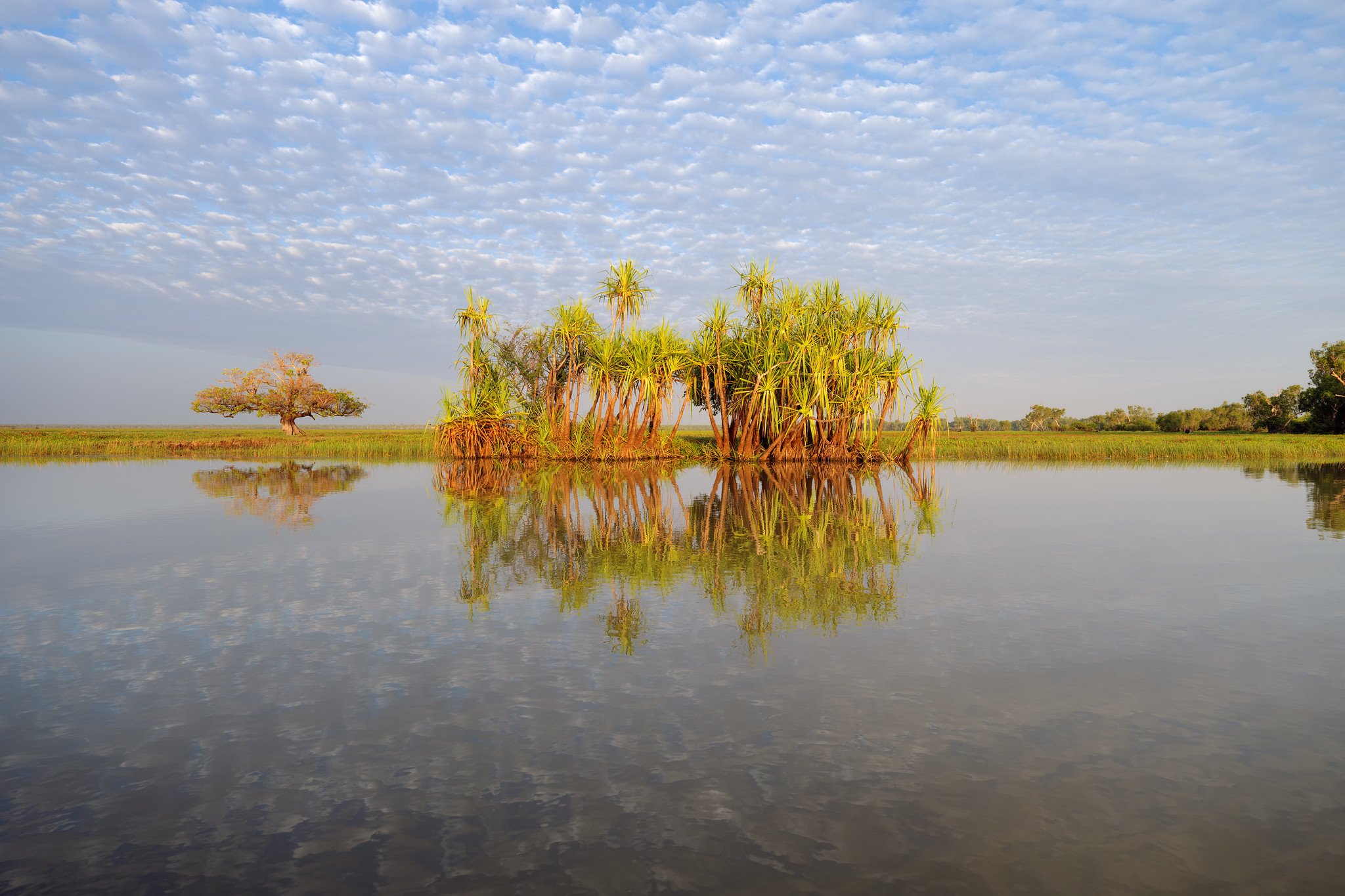 Pandanus in morning light (Corroboree Billabong)