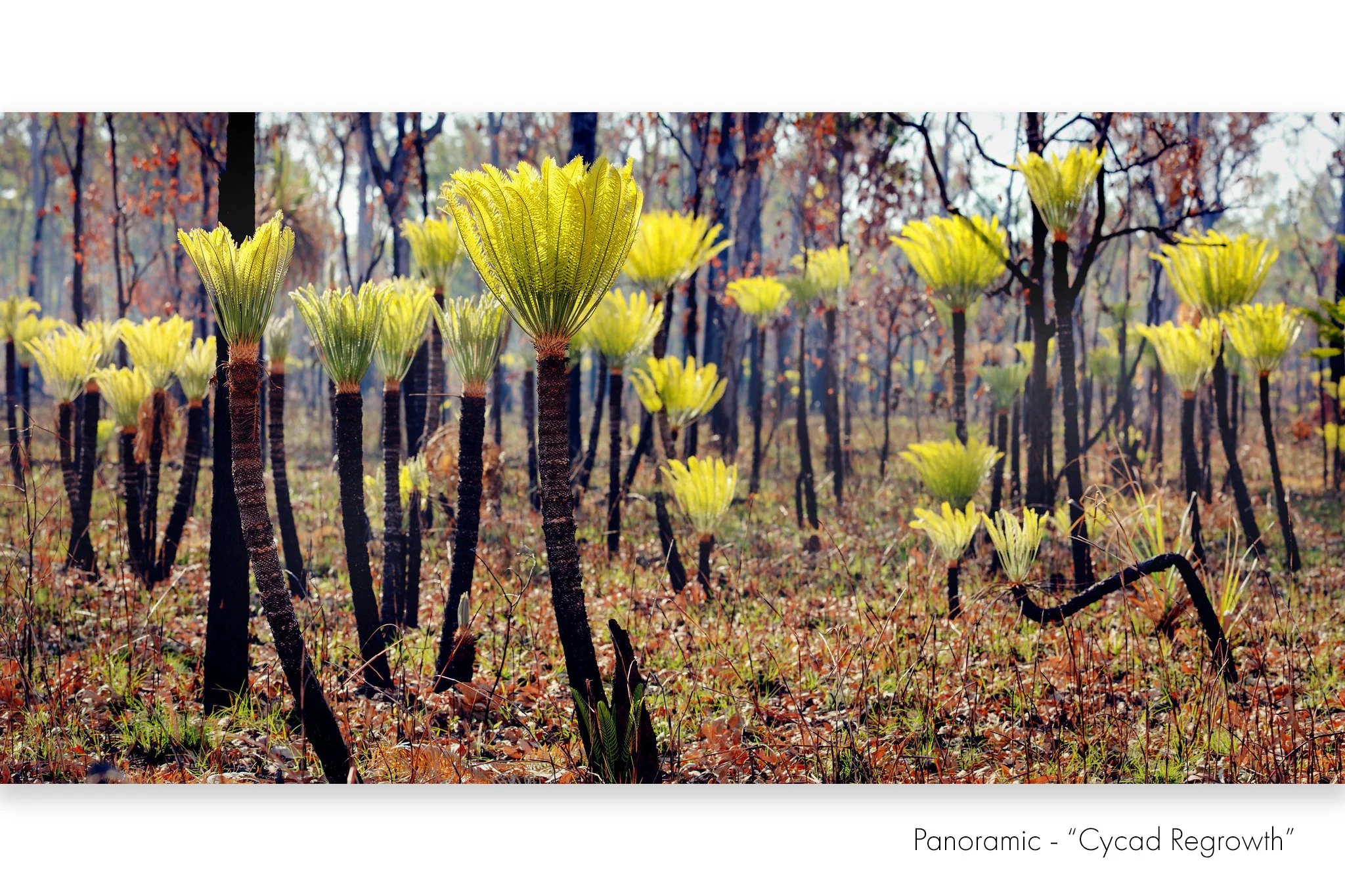 Cycads 18x36cm LR copy.jpg