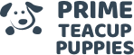 Prime Teacup Puppies