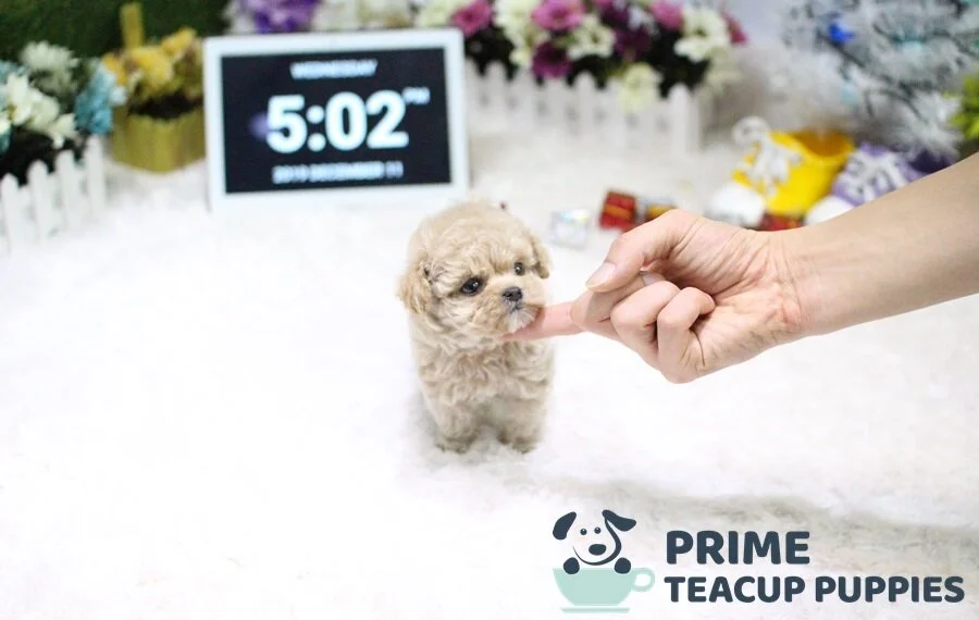 teacup daisy puppies