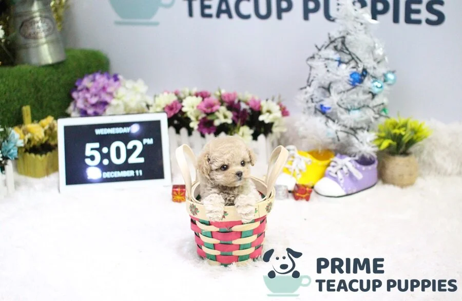 teacup daisy puppies