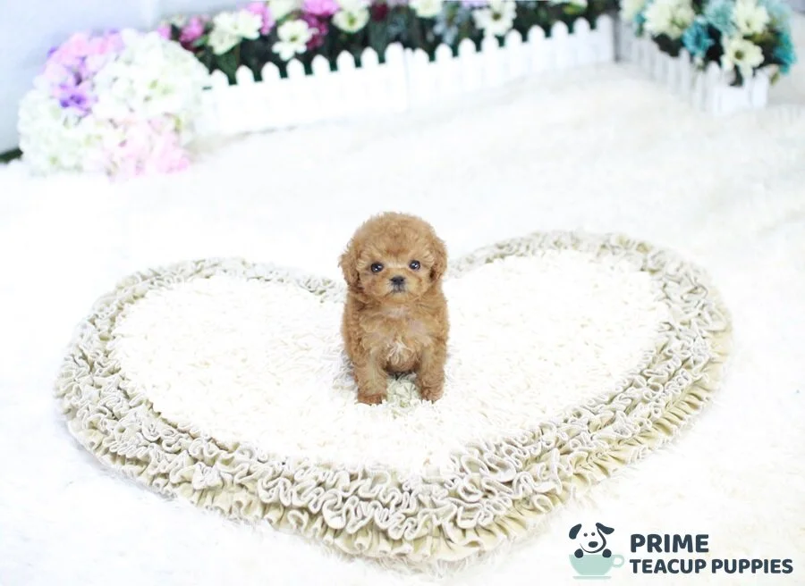 ginger teacup poodle