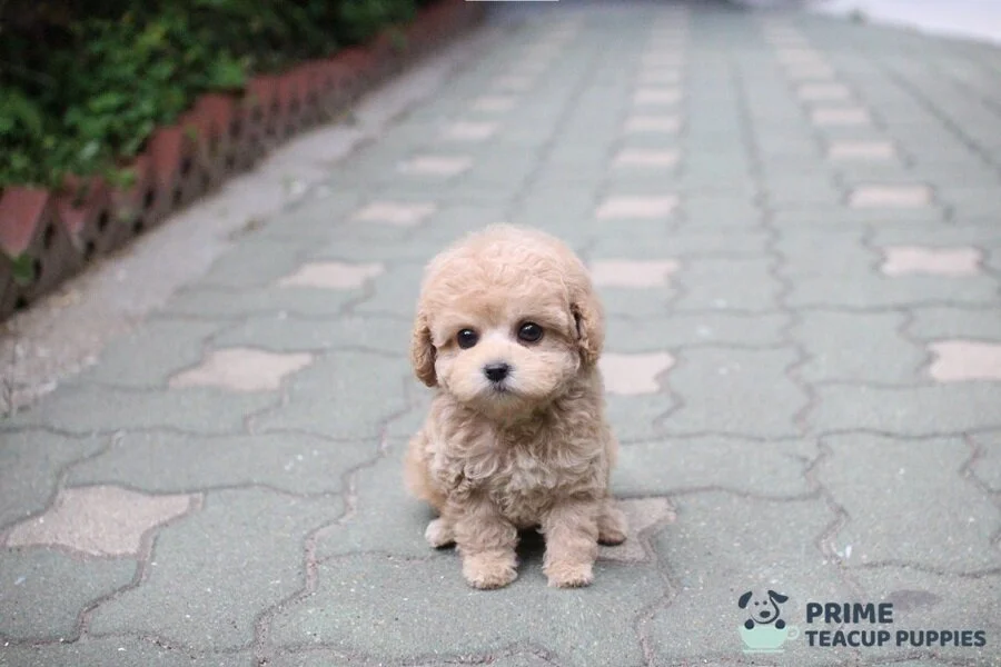 caramel teacup poodle