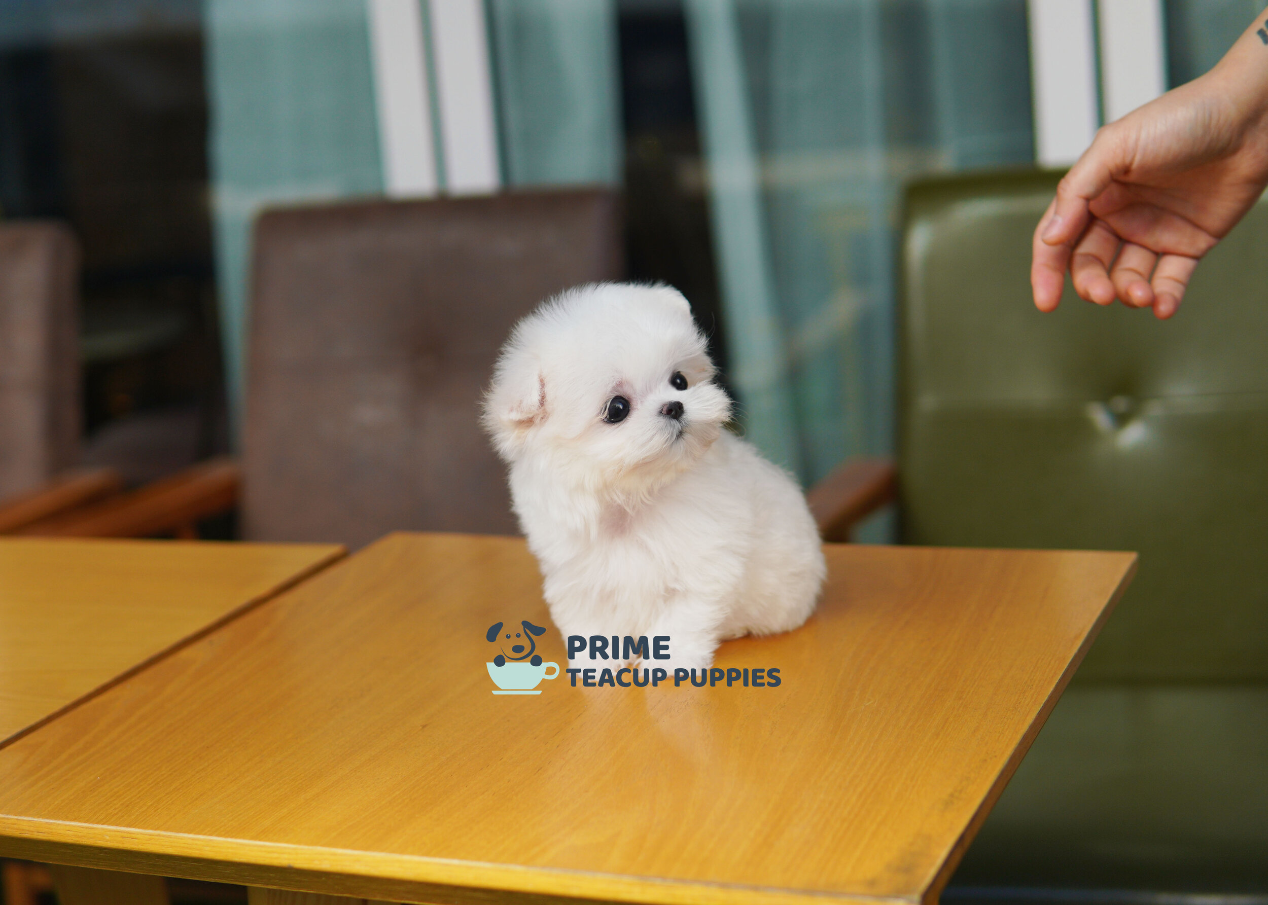 Maltese ♀ - Candy — Prime Teacup Puppies