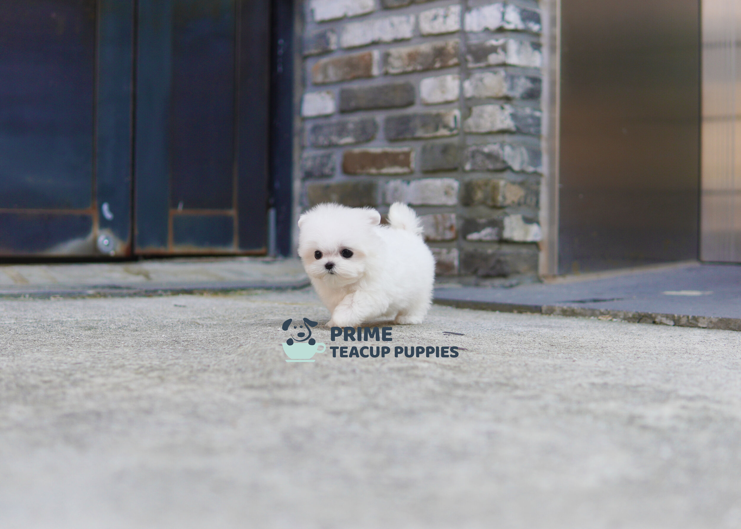 Maltese ♀ - Candy — Prime Teacup Puppies