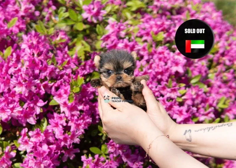 Yorkshire Terrier ♀ - Zudy