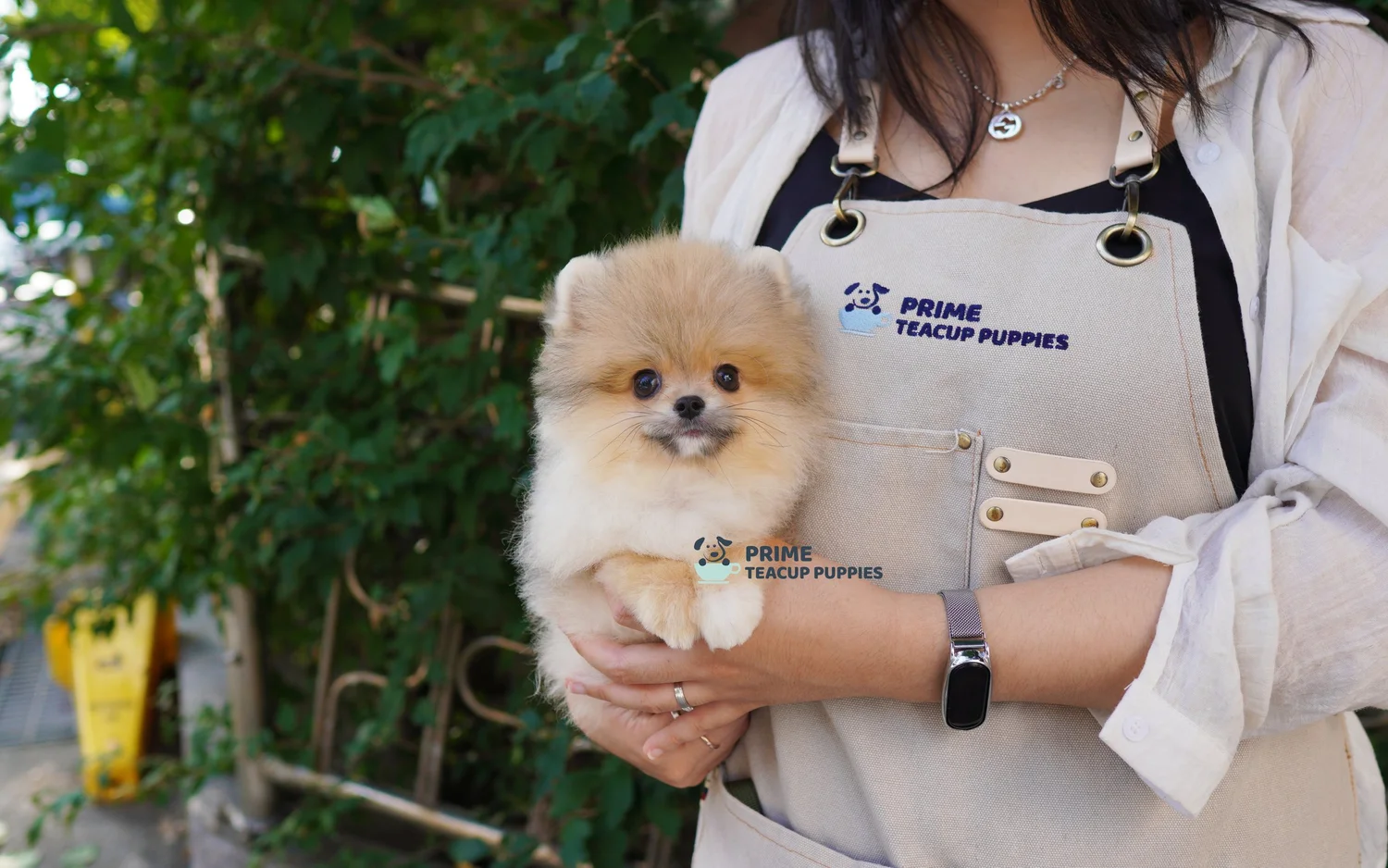 Red Merle Pomeranian Puppies