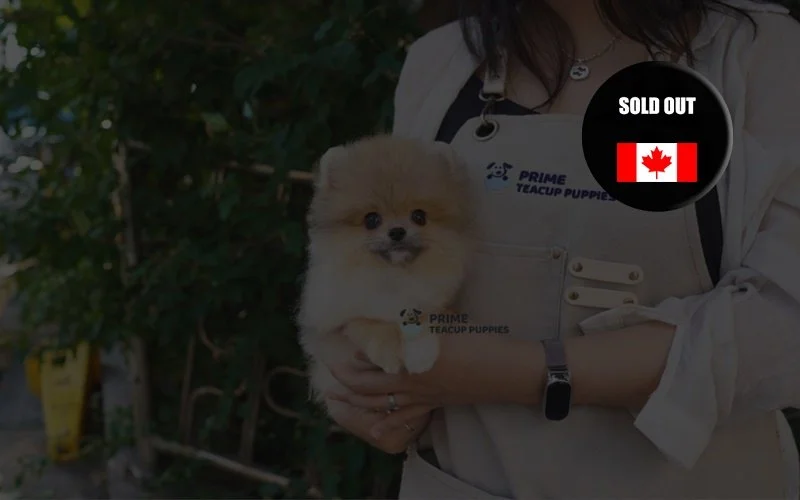 Red Merle Pomeranian ♂ - Ruby