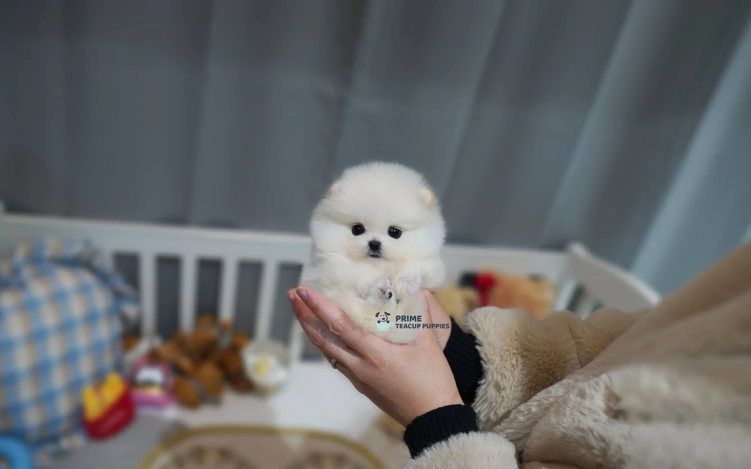 What Is A Rolly Teacup Puppy