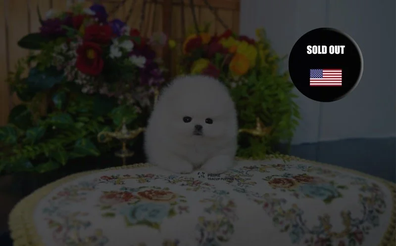 AKC White Pomeranian ♂ - David