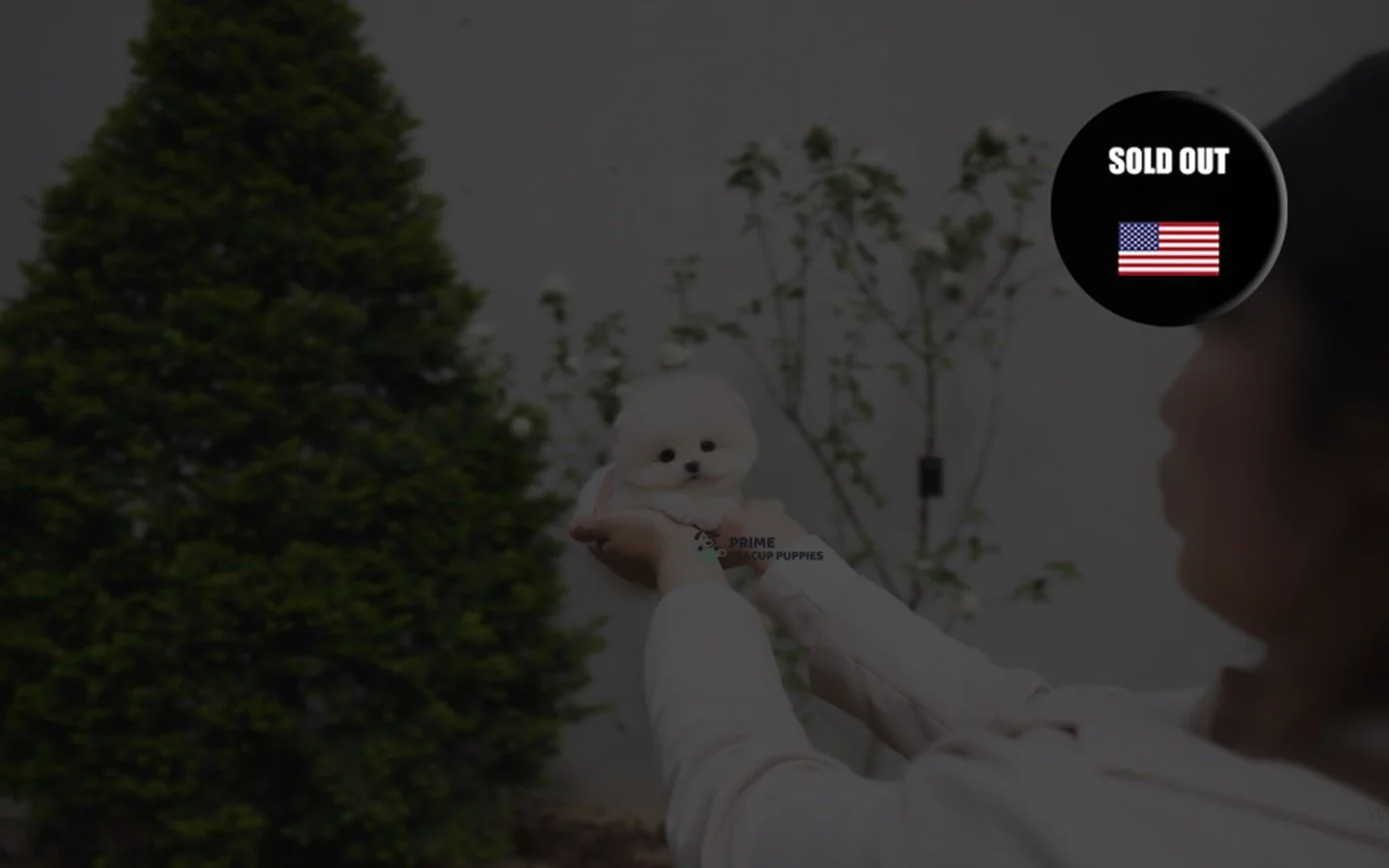 AKC White Pomeranian ♀ - Honey