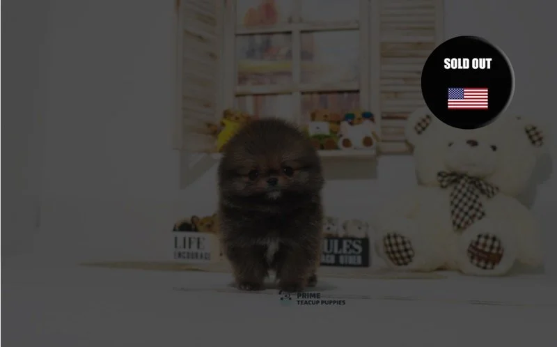 AKC Wolf Orange Sable Pomeranian ♂ - Wolf