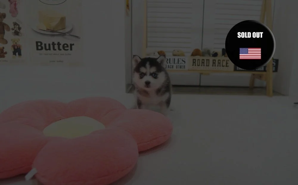 Pomsky ♀ - Rucy