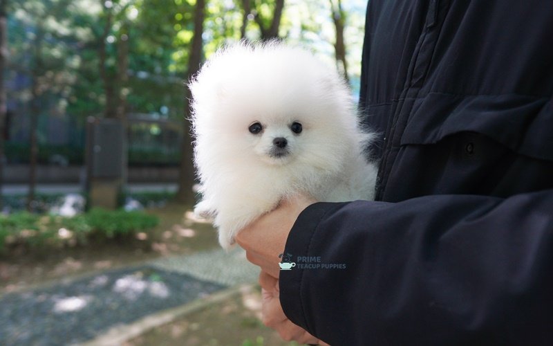 AKC White Pomeranian ♀ - Jessie (6.5 months)