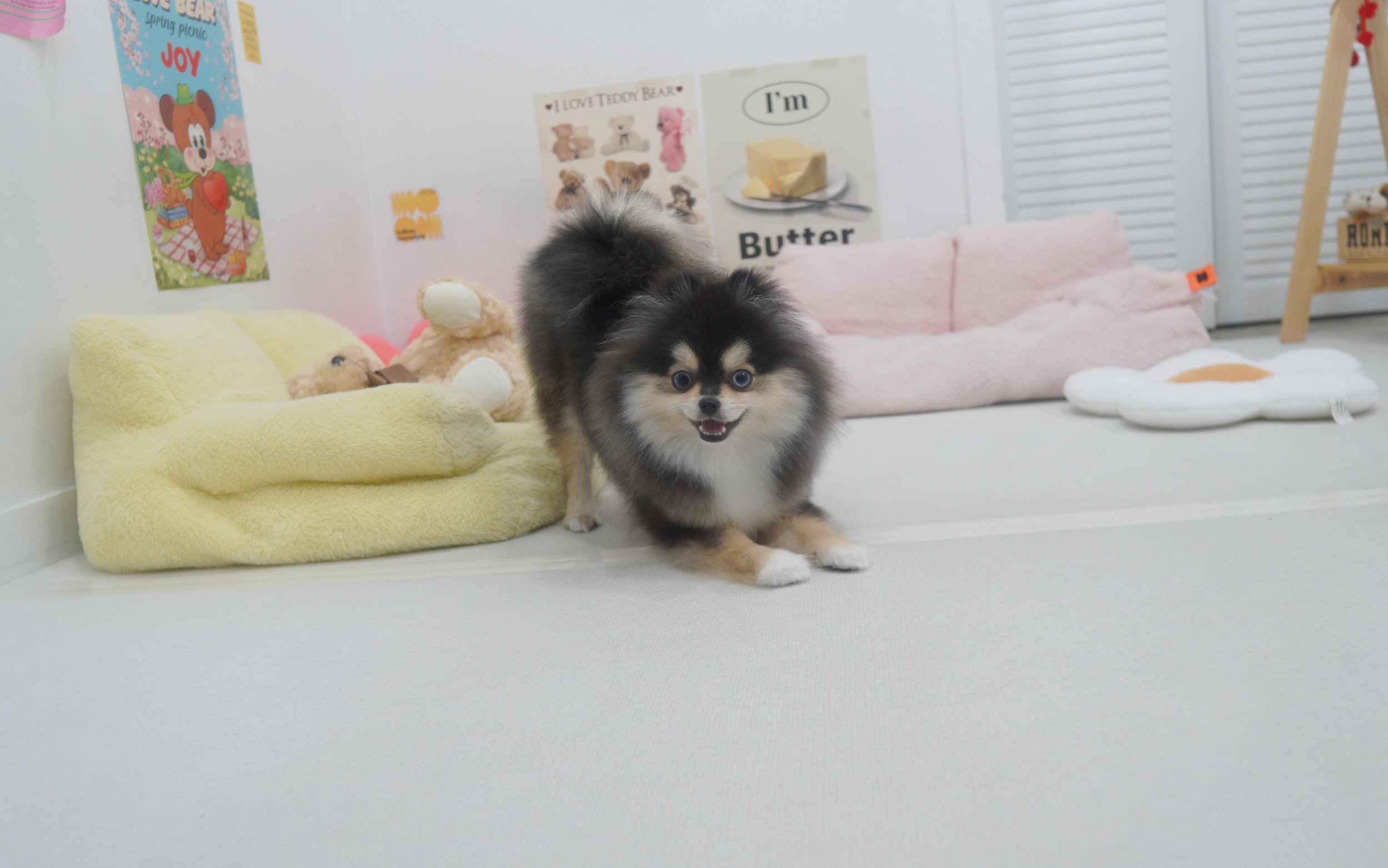 Pomsky ♂ - Sonny (8 months)