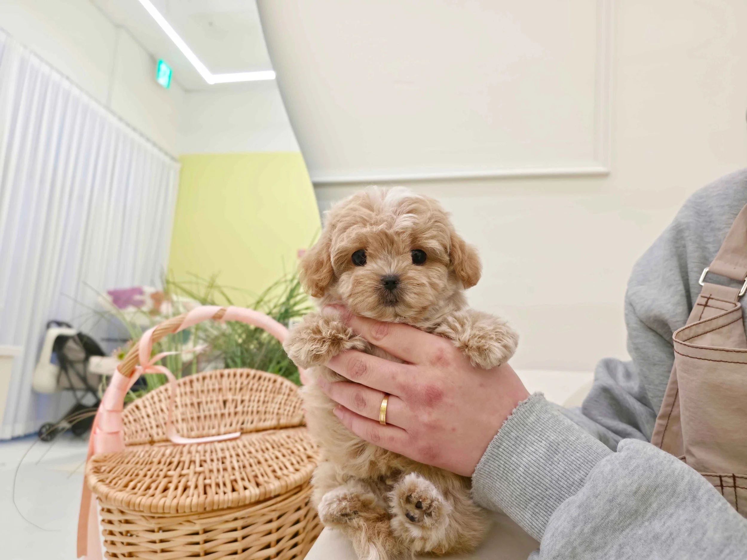 Teddy - Teddy Maltipoo