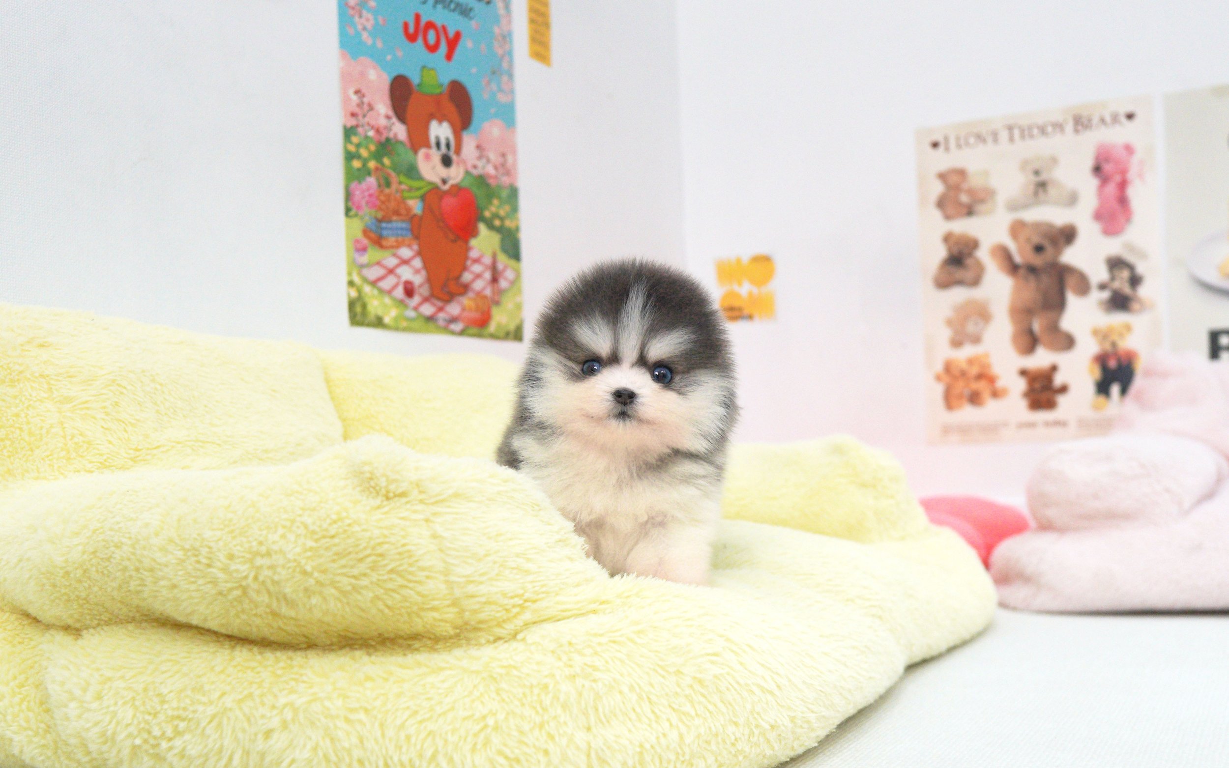 Pomsky ♀ - Soya