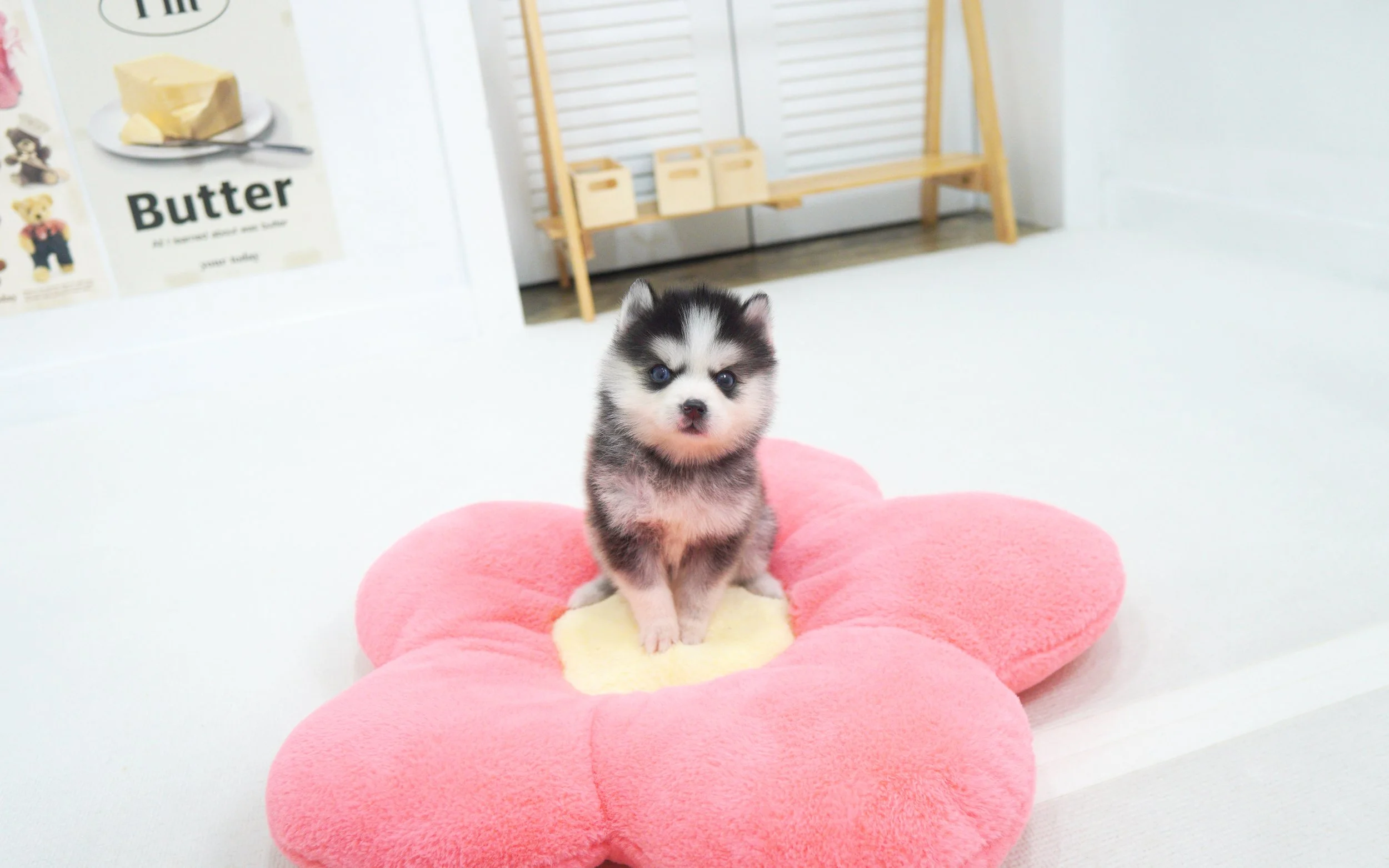 Pomsky ♂ - Steve