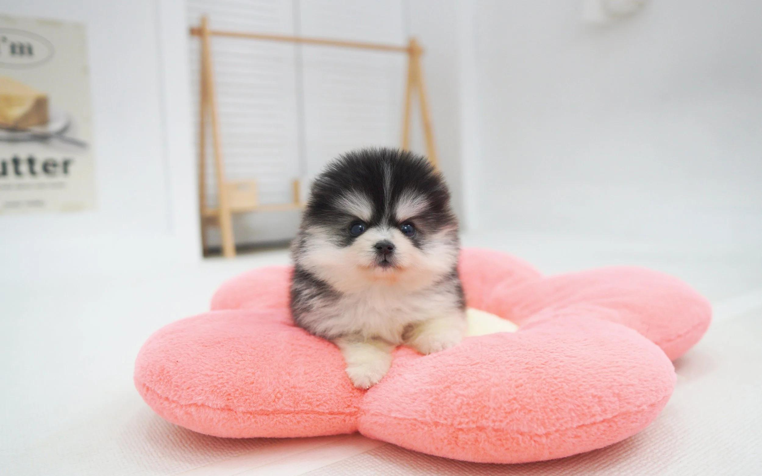 Pomsky ♂ - Daniel