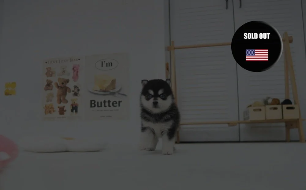 Pomsky ♂ - Rudy