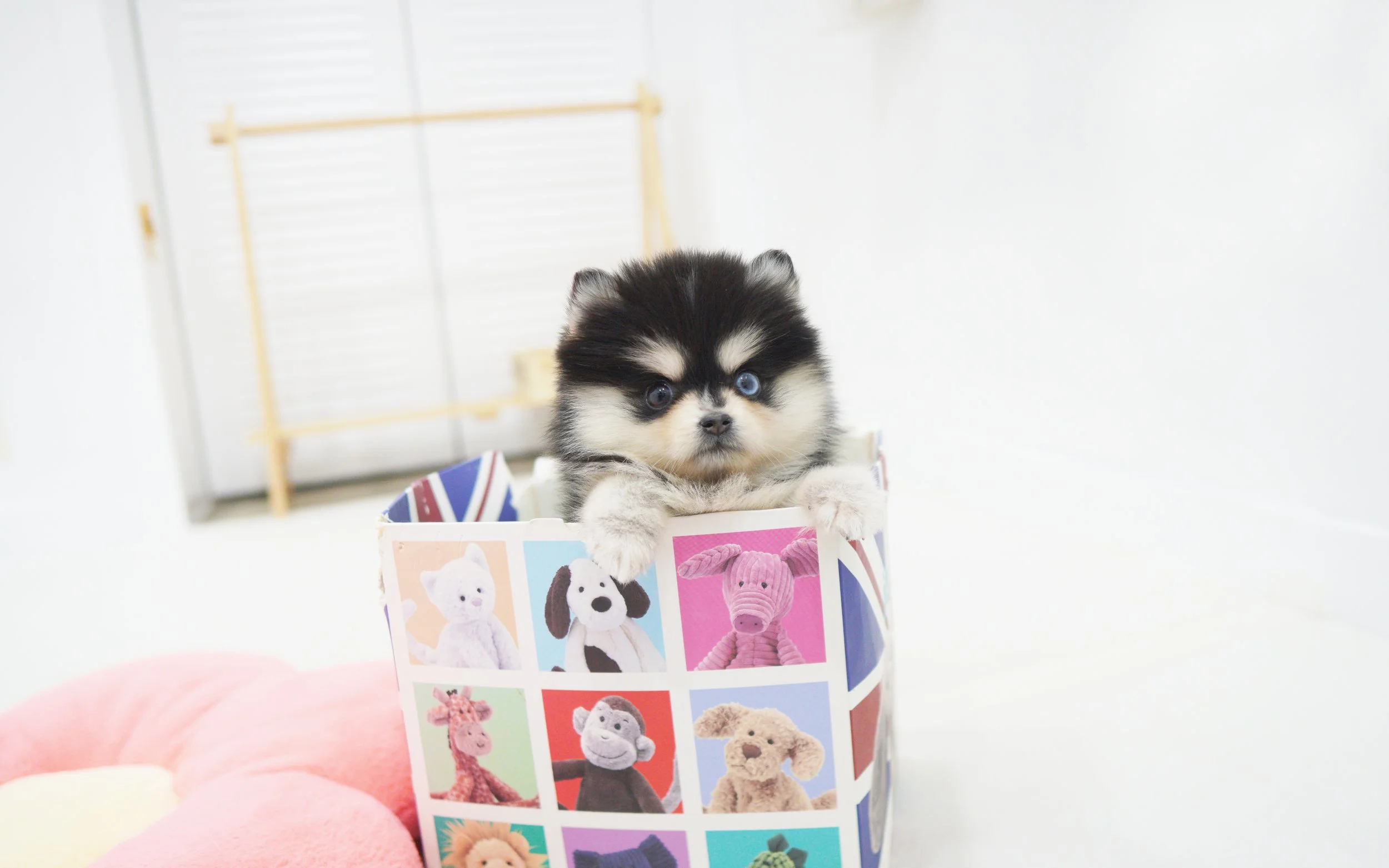 자스민 jasmin (2).jpg