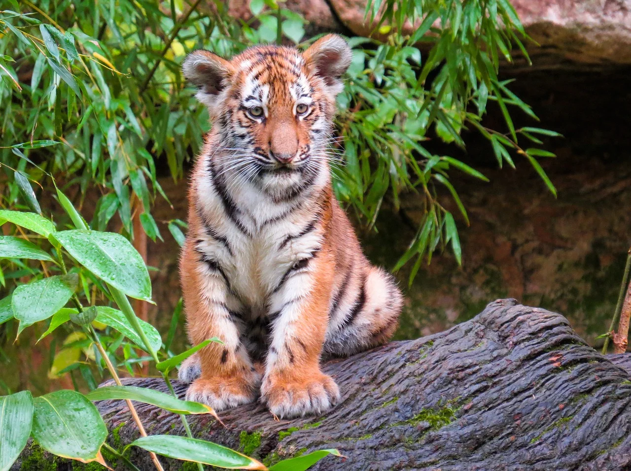 animal-world-4055552_1280.jpg