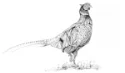 90792045-vector-antique-engraving-drawing-illustration-of-pheasant-female-isolated-on-white-background.jpg