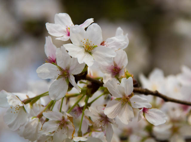 Sakura.jpg