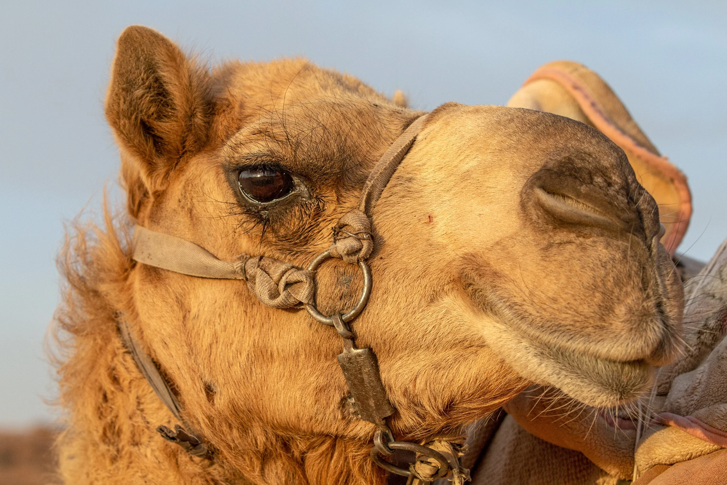  A resting camel in Jordan's Wadi Rum desert. 