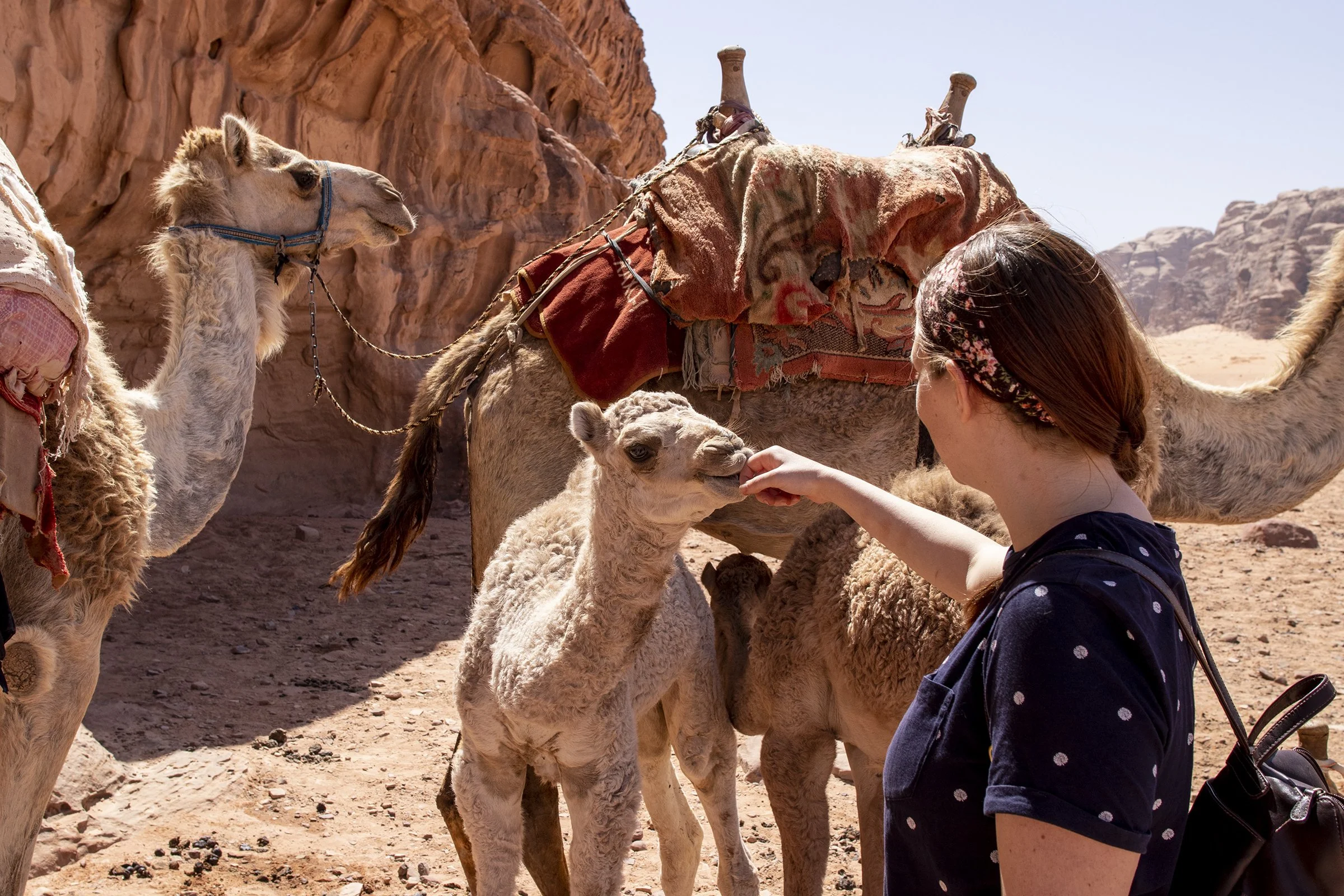  A baby camel nibbles at the hand of a woman at a resting site in Wadi Rum. 