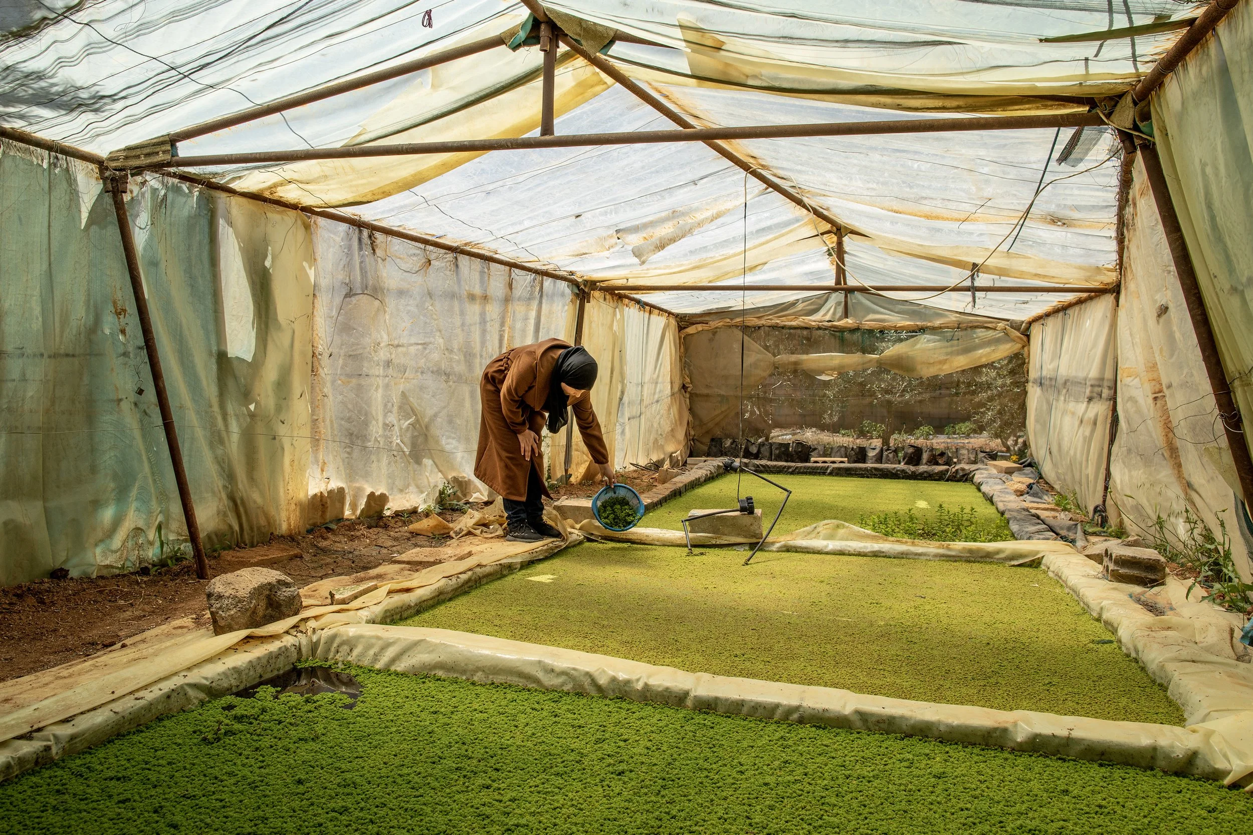  Nisreen al-Eneze holds a basket of Azolla inside a greenhouse at a farming collective she contributes to in Jordan's water-scarce Mafraq governorate. With aid from ACTED, a humanitarian NGO, more farmers and gardeners in Mafraq are using Azolla as a
