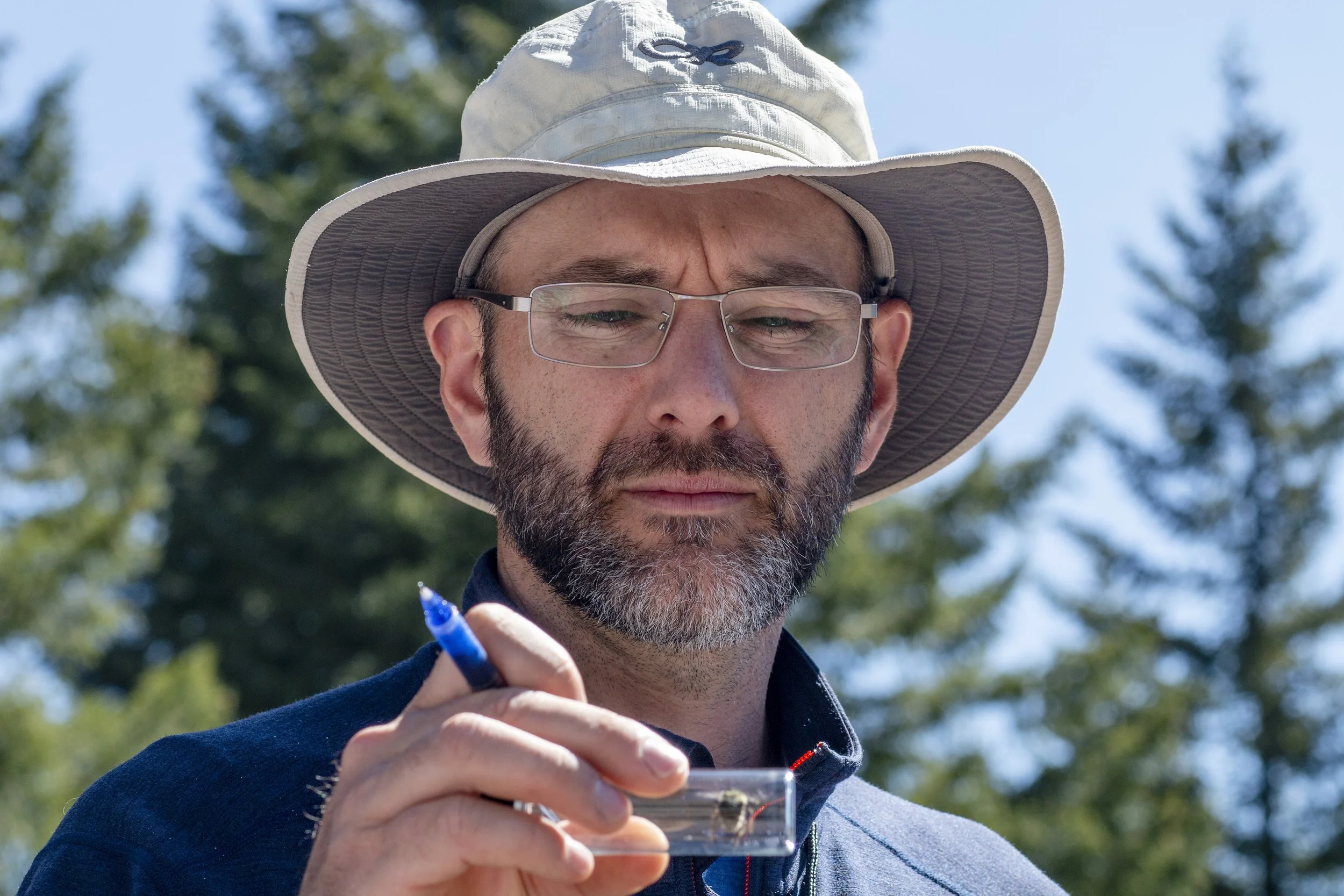  Oregon State researcher Lincoln Best examines a captured wild bee. Best co-heads the Oregon Bee Project, which works to document the different bee species in the state. 