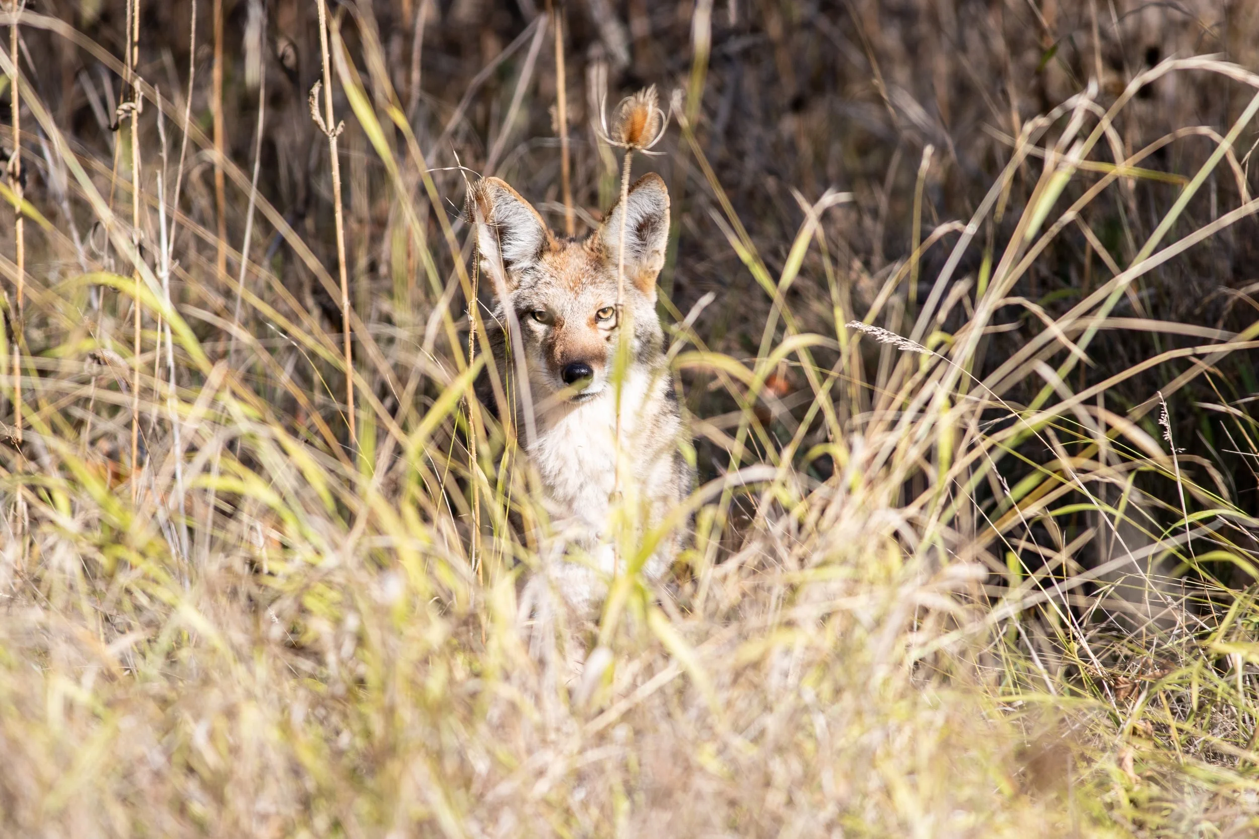  A coyote stares through the grass near Mount Pisgah in Eugene, Oregon. 