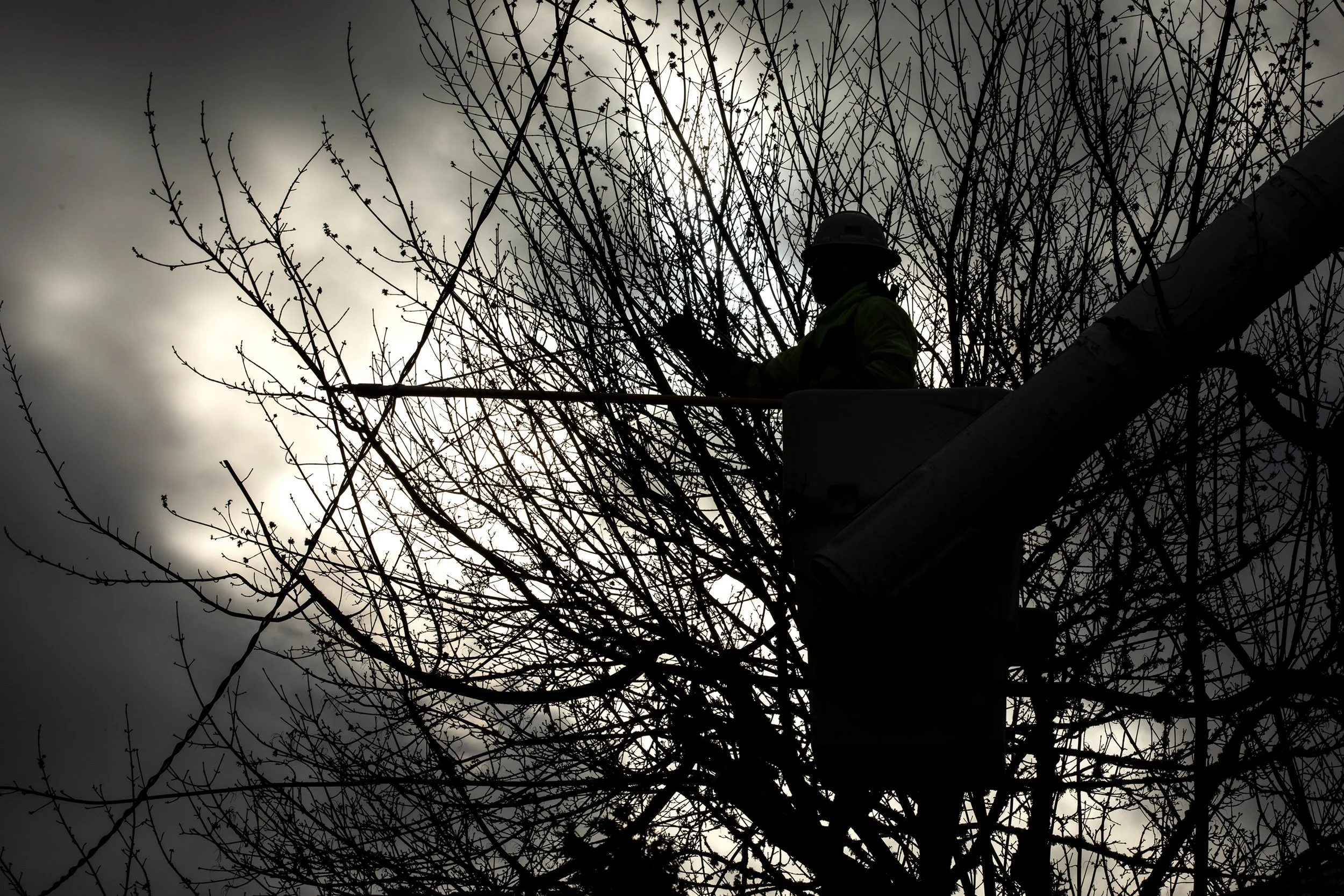  Springfield Utility Board Crew Lead Angel Arellano trims branches off a tree near a power line on 5th Street in Springfield, Oregon. 